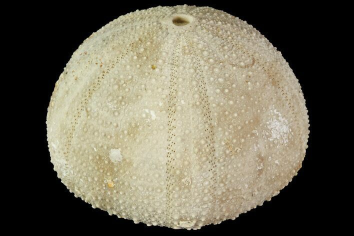 Psephechinus Fossil Echinoid (Sea Urchin) - Morocco #69881
